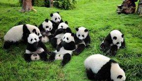 China Esencial. Tibet y Pandas